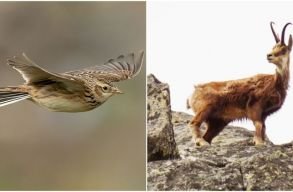 Green Report: a politikusaink csak a nyilatkozatok szintj�n v�dik a zerg�t �s a pacsirt�t