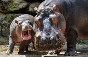 Egy amerikai b�r�s�g elismerte az egykori drogb�r� v�zilovainak az alanyi jogait