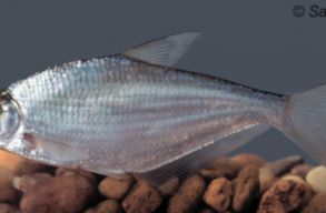 Ism�t szavazhatunk az �v hal�ra: hallott�l a jel�ltekr�l?