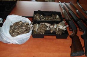 Val�s�gos m�sz�rl�s v�r a k�lt�z� madarakra, ha �letbe l�p az �j vad�szati t�rv�ny