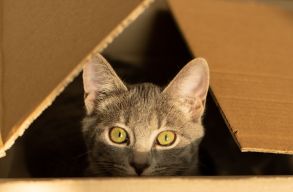 Bebizony�tott�k: a h�zimacsk�k kiz�r�lag a hangok alapj�n is ment�lisan felt�rk�pezik a gazdi lak�s�t