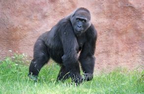 Le�ln�k a h�m gorill�k egy r�sz�t az eur�pai �llatkertekben – az �llatv�d�k tiltakoznak