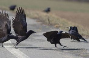 Ism�t pert nyertek a z�ld civilek a k�rnyezetv�delmi miniszt�rium ellen: 25 mad�rfaj �jra megmenek�l a vad�szatt�l