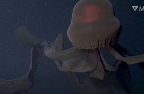 Egy �ri�smed�z�r�l siker�lt ritka felv�telt k�sz�teni, a m�lytengeri �ri�st nagyon ritk�n lehet lencsev�gre kapni