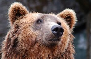 WWF: a medv�k kil�v�s�t megenged� jogszab�ly rossz, az emberre is vesz�lyes �s nem leg�lis