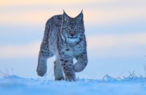 Agent Green: T�nczos Barna 20 �ve betiltott vad�szfegyvereket k�sz�l �jra enged�lyezni, ezzel „kiv�gezve” v�dett fajokat