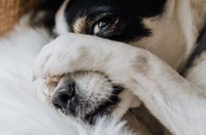 Id�n is megszenvedt�k az �llatok, hogy csakis h�bor�t id�z� hangzavarral tudjuk b�cs�ztatni az �vet