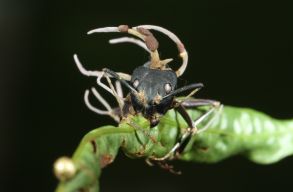 Egy hangy�nyi gomba – az Oroszl�nkir�lyt�l a videoj�t�kokig